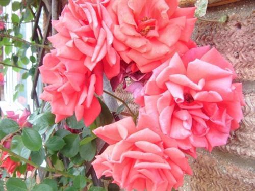 Rosa's Alojamento de Acomodação e Pequeno-almoço